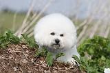 BICHON FRISE 184